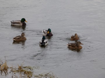 Spacer po Sieradzu w ramach Zimowego Ptakoliczenia 2025, 